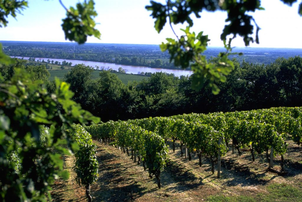 Collines et vignes de l’Entre-deux-Mers baignant dans la lumière du Sud Gironde, terroir emblématique célébré par le restaurant L’Absolu