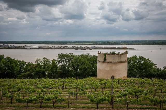 Vue panoramique sur les vignobles verdoyants de l’Entre-deux-Mers, région viticole de Gironde inspirant la cuisine du restaurant L’Absolu à Auros
